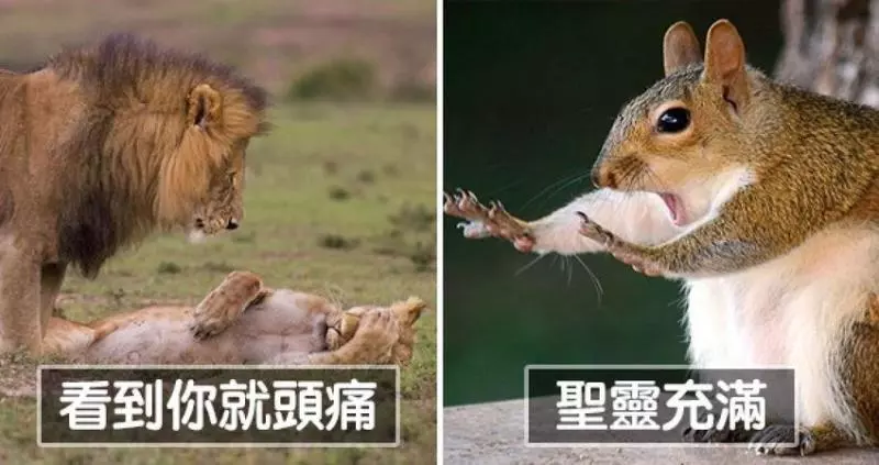 2018搞笑野生動物攝影「入圍各種爆笑」 犀牛開屏畫面太美我不敢看