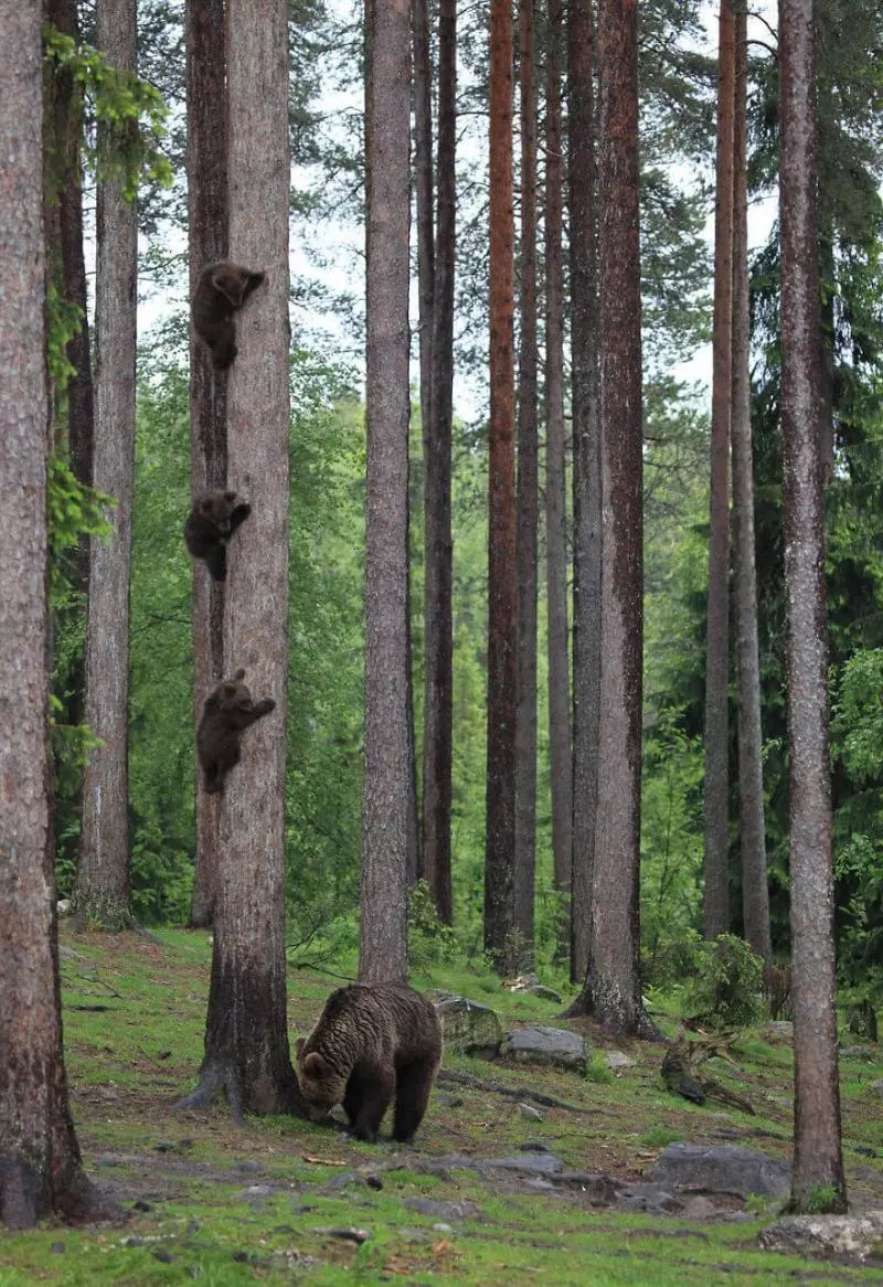 2018搞笑野生動物攝影「入圍各種爆笑」 犀牛開屏畫面太美我不敢看