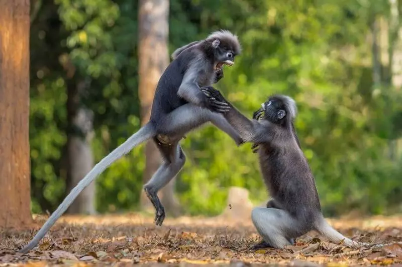 2018搞笑野生動物攝影「入圍各種爆笑」 犀牛開屏畫面太美我不敢看