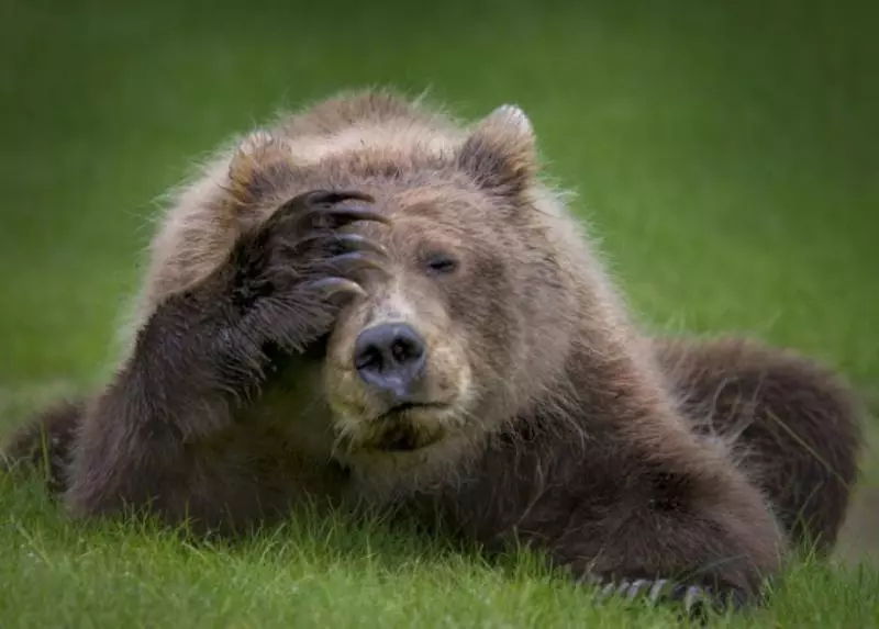2018搞笑野生動物攝影「入圍各種爆笑」 犀牛開屏畫面太美我不敢看