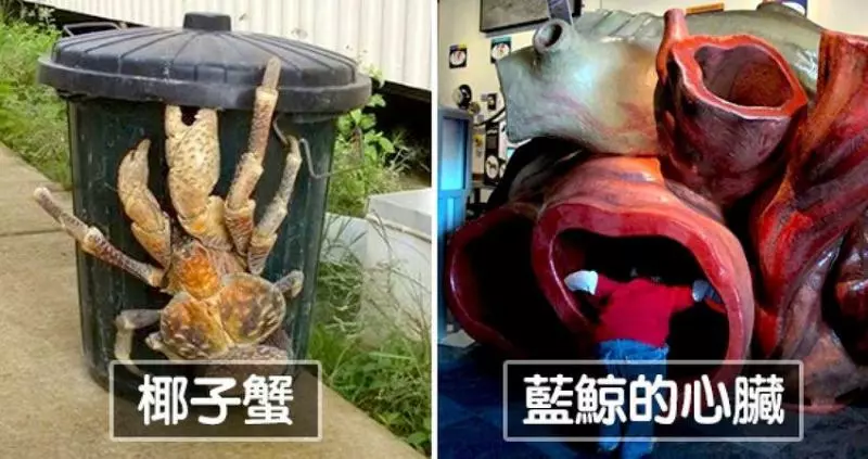 20個遠比我們想像中巨大的事物照片