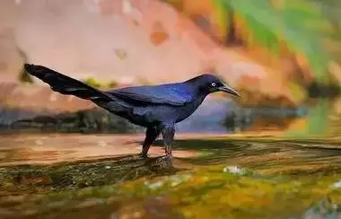 性格測試:請選擇你的出生日期,看看你是什麼鳥?準到爆哦!