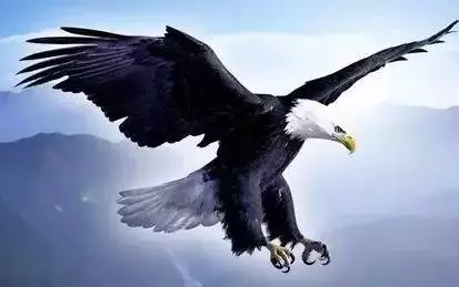 性格測試:請選擇你的出生日期,看看你是什麼鳥?準到爆哦!