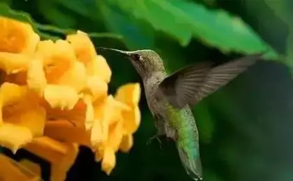性格測試:請選擇你的出生日期,看看你是什麼鳥?準到爆哦!