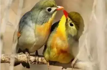 性格測試:請選擇你的出生日期,看看你是什麼鳥?準到爆哦!