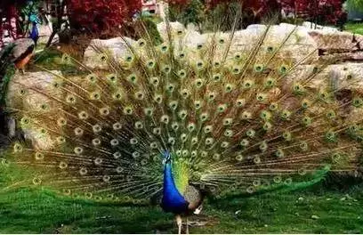 性格測試:請選擇你的出生日期,看看你是什麼鳥?準到爆哦!