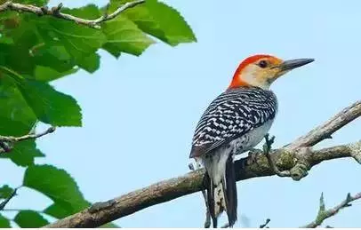 性格測試:請選擇你的出生日期,看看你是什麼鳥?準到爆哦!