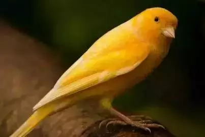 性格測試:請選擇你的出生日期,看看你是什麼鳥?準到爆哦!