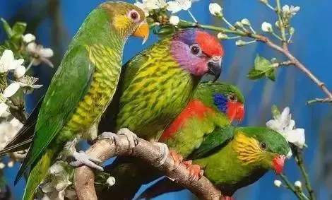 性格測試:請選擇你的出生日期,看看你是什麼鳥?準到爆哦!