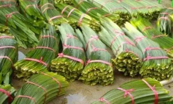 香茅草加香蘭葉,原來功效那麽好,特別適合有尿酸和關節炎的朋友