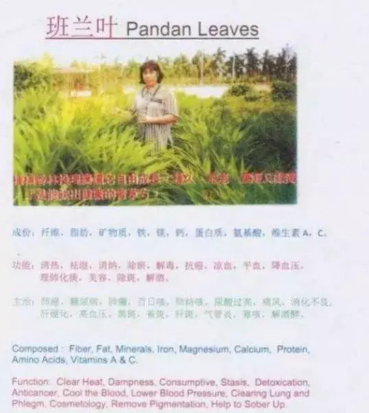 香茅草加香蘭葉,原來功效那麽好,特別適合有尿酸和關節炎的朋友