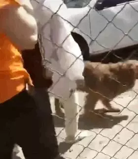 金毛丟失後被志工在狗肉店救下,金毛再次見到主人後,場景讓人落淚
