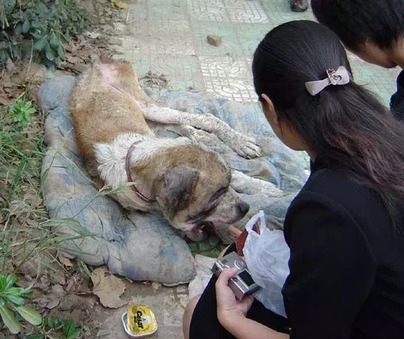 流浪狗餓到體無完膚,被救治後,才發現狗狗對新主人來講是「無價之寶」