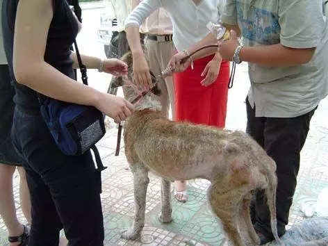 流浪狗餓到體無完膚,被救治後,才發現狗狗對新主人來講是「無價之寶」