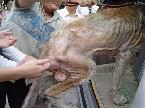 流浪狗餓到體無完膚,被救治後,才發現狗狗對新主人來講是「無價之寶」