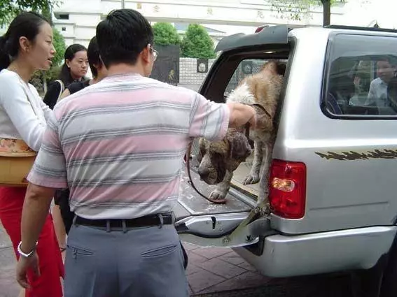 流浪狗餓到體無完膚,被救治後,才發現狗狗對新主人來講是「無價之寶」