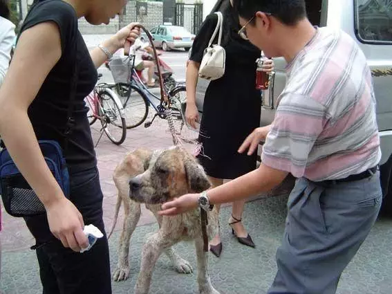 流浪狗餓到體無完膚,被救治後,才發現狗狗對新主人來講是「無價之寶」