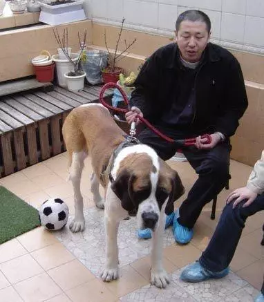 流浪狗餓到體無完膚,被救治後,才發現狗狗對新主人來講是「無價之寶」