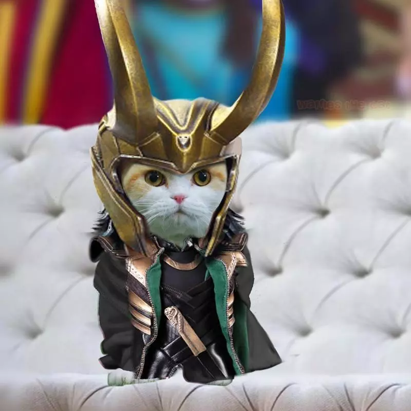 主人腦洞大開打造「貓皇cosplay秀」 網看到「雷神喵爾」狂讚:完全神複製!