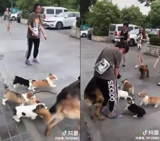 6柯基半路認親緊黏 狼犬嚇傻忙求救