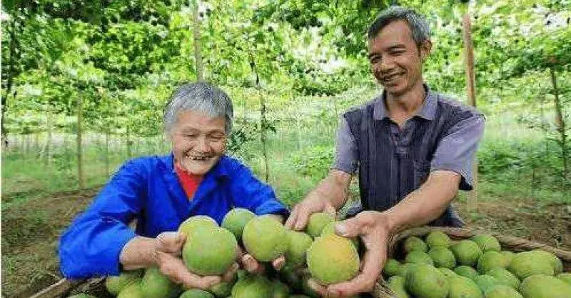 它是天然的胰島素,經常抽菸的要喝它,高血壓人要喝它、糖尿病人更要喝!