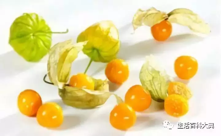 農村常見的姑娘果,又叫燈籠果,效果居然這麼多,你知道嗎?