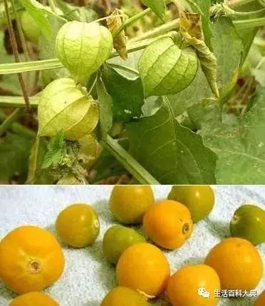 農村常見的姑娘果,又叫燈籠果,效果居然這麼多,你知道嗎?
