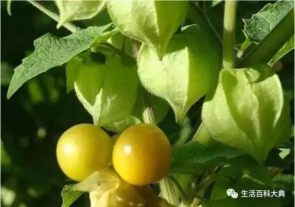 農村常見的姑娘果,又叫燈籠果,效果居然這麼多,你知道嗎?