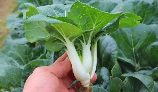 這種白菜以前大家都不吃,如今卻搶著吃,5種做法都不夠! | 尋夢美食