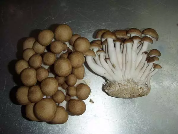 到底缺牙的時候是該戴假牙還是植牙? 資深牙醫的良心勸告:能裝假牙,就儘量不要植牙!
