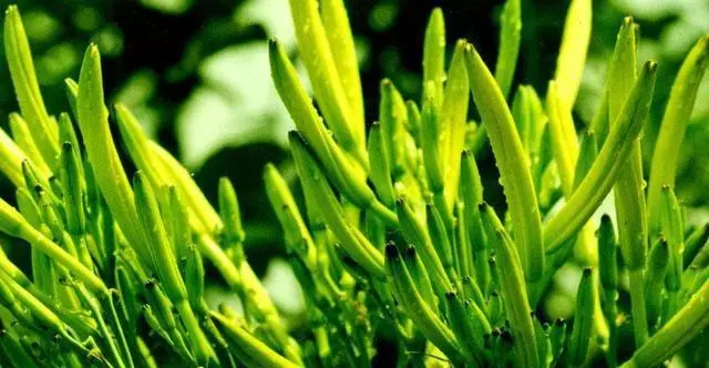都說經常吃黃花菜,可以幫助身體排酸,痛風患者到底要不要吃?