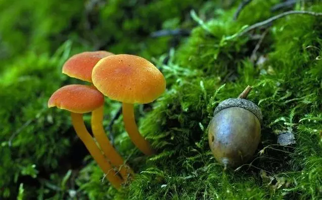 中年男子喝自采蘑菇湯中毒,醫生忠告:這種野生蘑菇千萬不能碰 !