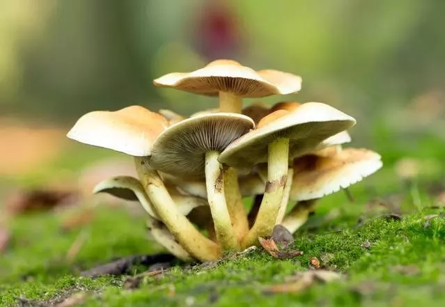 中年男子喝自采蘑菇湯中毒,醫生忠告:這種野生蘑菇千萬不能碰 !