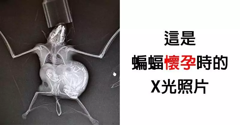 20隻「讓你搞不懂真實身份」的超特別動物 雪貂+貓的組合根本就是天使❤