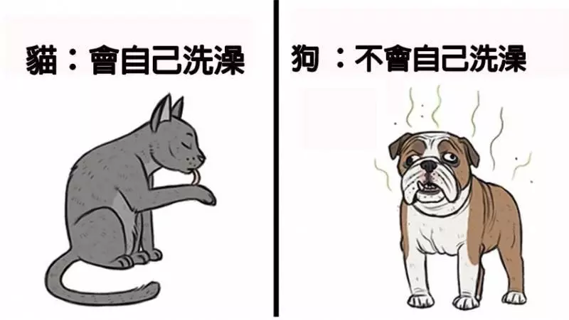 4個證明「貓咪比狗狗更優秀」對比漫畫 網看到「最後亮點」笑翻:難怪~