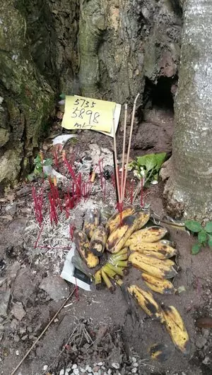 拜後上雲頂贏大獎!香楠樹王拿督公突然爆紅。