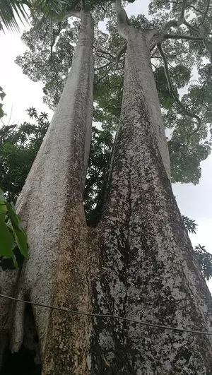 拜後上雲頂贏大獎!香楠樹王拿督公突然爆紅。