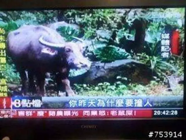 24張台灣「新聞照片」證明台灣新聞比綜藝界還有趣!