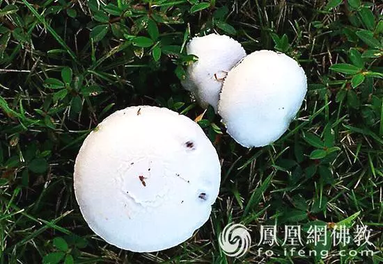 抗衰老祛斑增強免疫力,女人養生應常吃這8種健康食品