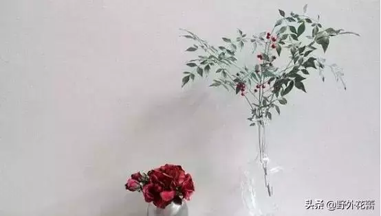 善良是很珍貴的,但善良要是沒有長出牙齒來,那就是軟弱。