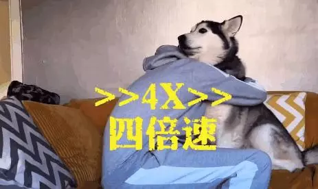網友集體做了一個試驗,證明狗子的心裡只有你