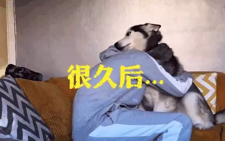 網友集體做了一個試驗,證明狗子的心裡只有你