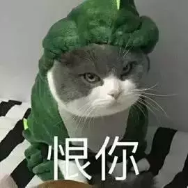 把快樂建立在貓咪的尷尬之上,這樣不對但真的停不下來啊