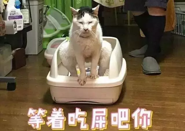 把快樂建立在貓咪的尷尬之上,這樣不對但真的停不下來啊