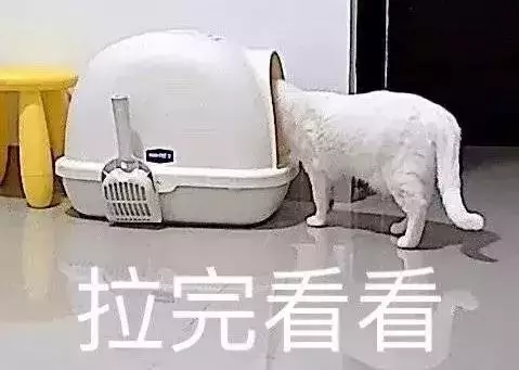 把快樂建立在貓咪的尷尬之上,這樣不對但真的停不下來啊