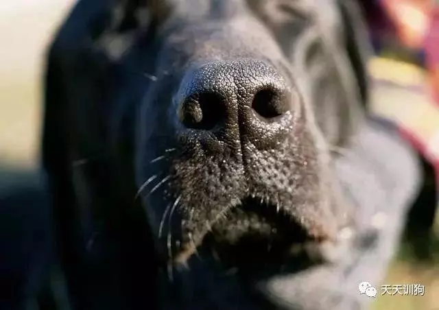 狗狗身上的超能力你都知道哪幾個?