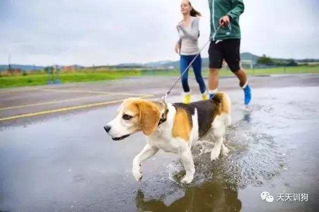狗狗身上的超能力你都知道哪幾個?