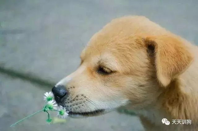 狗狗身上的超能力你都知道哪幾個?