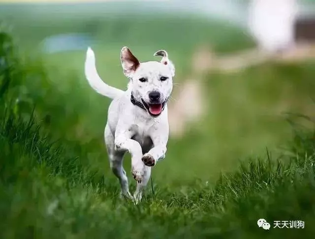 狗狗身上的超能力你都知道哪幾個?