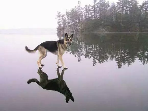 訓犬順口溜,簡單易懂